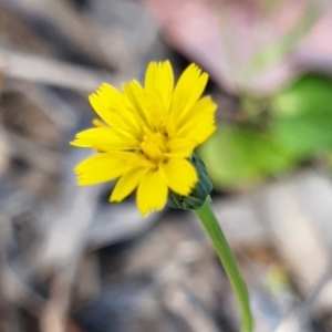 Hypochaeris glabra at Cook, ACT - 19 Oct 2021