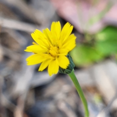 Hypochaeris glabra (Smooth Catsear) at Cook, ACT - 19 Oct 2021 by drakes