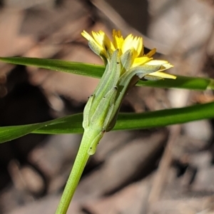 Hypochaeris glabra at Cook, ACT - 19 Oct 2021