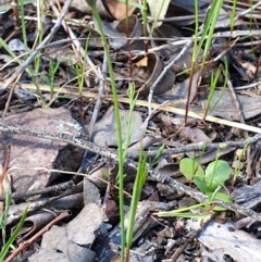 Hypochaeris glabra at Cook, ACT - 19 Oct 2021