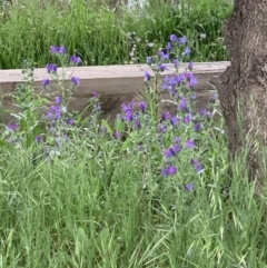 Echium plantagineum (Paterson's Curse) at Lake Tuggeranong - 21 Oct 2021 by fezzle