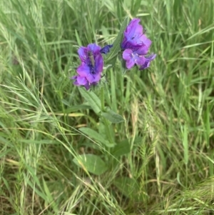 Echium plantagineum at Greenway, ACT - 21 Oct 2021