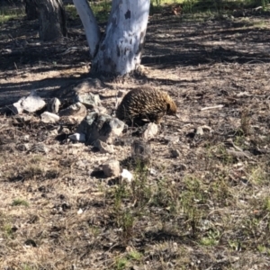 Tachyglossus aculeatus at Conder, ACT - 22 Sep 2021