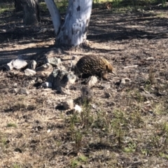 Tachyglossus aculeatus at Conder, ACT - 22 Sep 2021