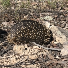 Tachyglossus aculeatus at Conder, ACT - 22 Sep 2021