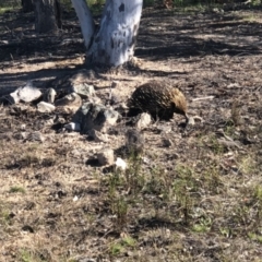 Tachyglossus aculeatus at Conder, ACT - 22 Sep 2021 02:54 PM