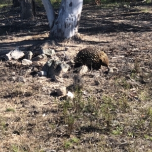 Tachyglossus aculeatus at Conder, ACT - 22 Sep 2021