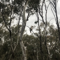 Dacelo novaeguineae (Laughing Kookaburra) at Conder, ACT - 10 Oct 2021 by nj101