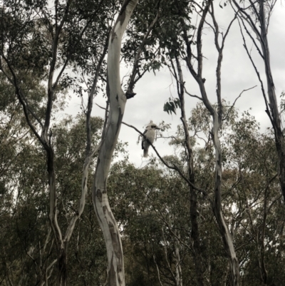 Dacelo novaeguineae (Laughing Kookaburra) at Tuggeranong Hill - 10 Oct 2021 by nj101