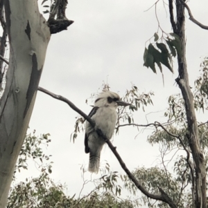 Dacelo novaeguineae at Conder, ACT - 10 Oct 2021 04:35 PM