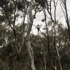 Dacelo novaeguineae at Conder, ACT - 10 Oct 2021 04:35 PM