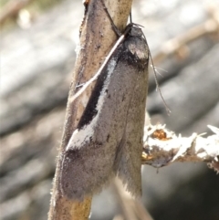 Philobota (genus) (Unidentified Philobota genus moths) at Paddys River, ACT - 17 Oct 2021 by HarveyPerkins