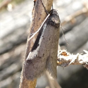 Philobota (genus) at Paddys River, ACT - 17 Oct 2021