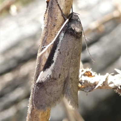 Philobota (genus) (Unidentified Philobota genus moths) at Gibraltar Pines - 17 Oct 2021 by HarveyPerkins
