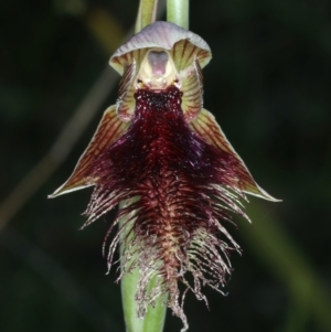 Calochilus platychilus at Point 5815 - suppressed