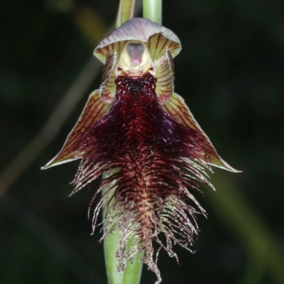 Calochilus platychilus (Purple Beard Orchid) at Black Mountain - 17 Oct 2021 by jb2602