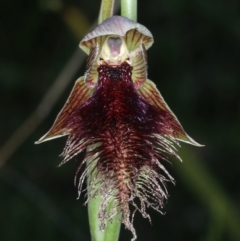 Calochilus platychilus (Purple beard orchid) at Point 5815 - 17 Oct 2021 by jb2602