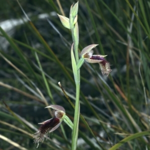 Calochilus platychilus at Point 5815 - suppressed