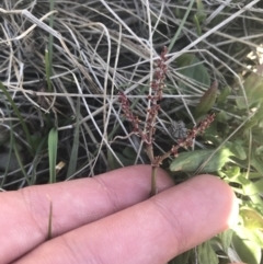 Rumex acetosella (Sheep Sorrel) at Mount Clear, ACT - 17 Oct 2021 by Tapirlord