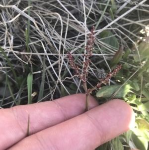 Rumex acetosella at Mount Clear, ACT - 17 Oct 2021