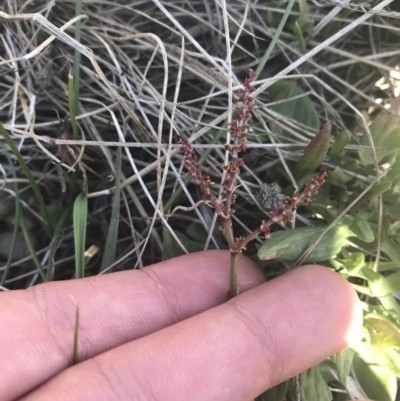 Rumex acetosella (Sheep Sorrel) at Mount Clear, ACT - 17 Oct 2021 by Tapirlord