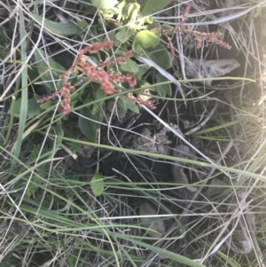 Rumex acetosella at Mount Clear, ACT - 17 Oct 2021