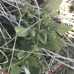 Rumex acetosella at Mount Clear, ACT - 17 Oct 2021