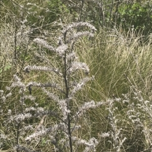 Echium vulgare at Mount Clear, ACT - 17 Oct 2021