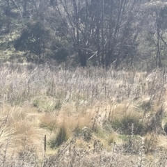 Echium vulgare at Mount Clear, ACT - 17 Oct 2021