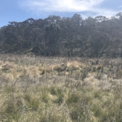 Echium vulgare at Mount Clear, ACT - 17 Oct 2021