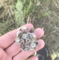 Chrysocephalum semipapposum (Clustered Everlasting) at Mount Clear, ACT - 17 Oct 2021 by Tapirlord