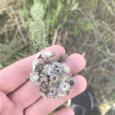 Chrysocephalum semipapposum (Clustered Everlasting) at Mount Clear, ACT - 17 Oct 2021 by Tapirlord