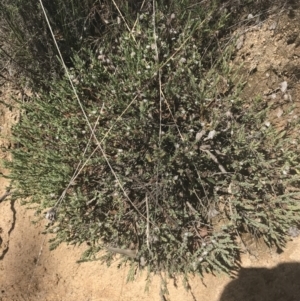 Pimelea linifolia at Mount Clear, ACT - 17 Oct 2021