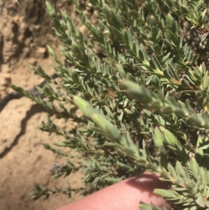 Pimelea linifolia at Mount Clear, ACT - 17 Oct 2021