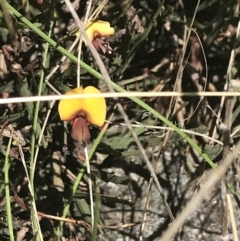 Bossiaea riparia at Namadgi National Park - 17 Oct 2021 by Tapirlord