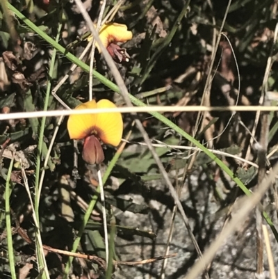 Bossiaea riparia at Namadgi National Park - 17 Oct 2021 by Tapirlord