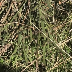 Bossiaea riparia at Mount Clear, ACT - 17 Oct 2021