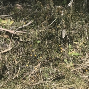 Bossiaea riparia at Mount Clear, ACT - 17 Oct 2021