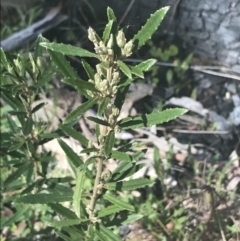 Olearia erubescens at Mount Clear, ACT - 17 Oct 2021