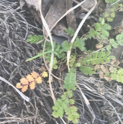 Acaena novae-zelandiae (Bidgee Widgee) at Namadgi National Park - 17 Oct 2021 by Tapirlord