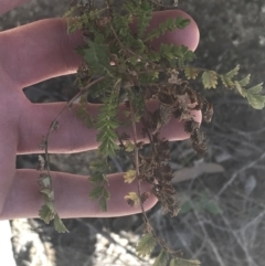 Acaena novae-zelandiae at Mount Clear, ACT - 17 Oct 2021 02:47 PM