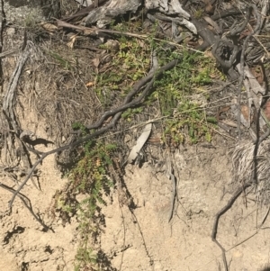 Acaena novae-zelandiae at Mount Clear, ACT - 17 Oct 2021 02:47 PM