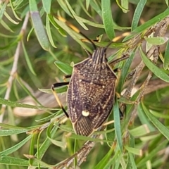 Poecilometis strigatus (Gum Tree Shield Bug) at Holt, ACT - 22 Oct 2021 by trevorpreston
