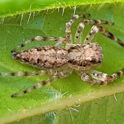 Helpis minitabunda (Threatening jumping spider) at Holt, ACT - 22 Oct 2021 by trevorpreston