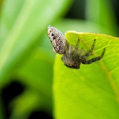 Opisthoncus grassator (Jumping spider) at Holt, ACT - 22 Oct 2021 by trevorpreston