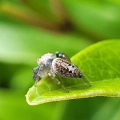 Opisthoncus grassator at Holt, ACT - 22 Oct 2021