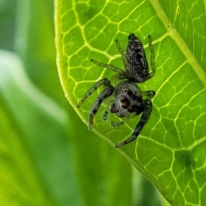 Opisthoncus grassator at Holt, ACT - suppressed