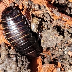Panesthia australis (Common wood cockroach) at Holt, ACT - 21 Oct 2021 by tpreston