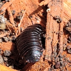 Panesthia australis at Holt, ACT - 22 Oct 2021