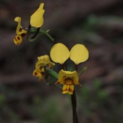 Diuris nigromontana (Black Mountain Leopard Orchid) at Gossan Hill - 15 Oct 2021 by AndyRoo